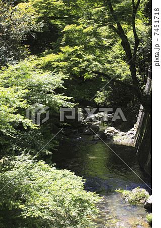 箕面の川と新緑 箕面の川と新緑 7451718
