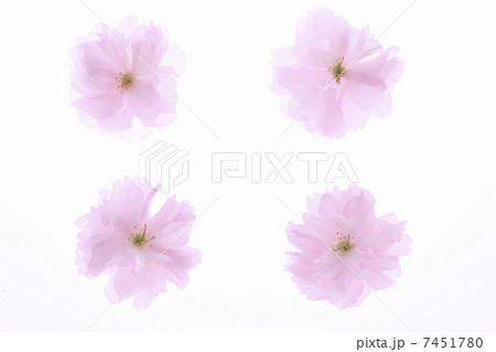 サトザクラ サトザクラ 7451780