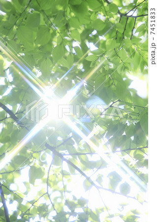 新緑の葉と太陽の日射し 7451833