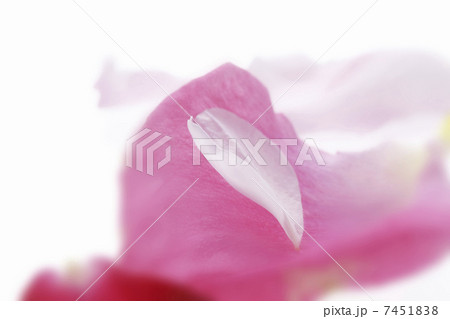 バラの花びら 7451838