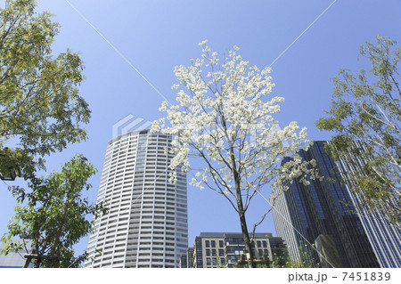 大阪、土佐堀付近 7451839