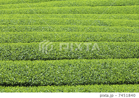 茶畑 7451840