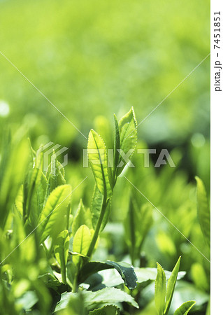 お茶の葉 7451851