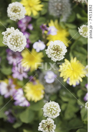 草原の花 草原の花 7451892