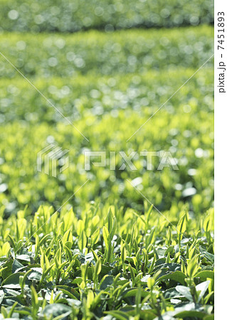お茶の葉 お茶の葉 7451893