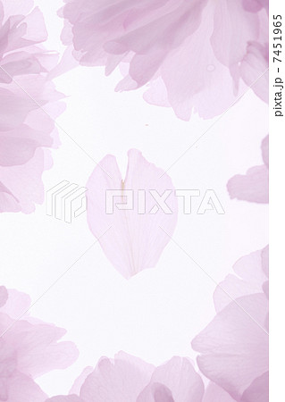 サトザクラ、花びらのフレーム サトザクラ、花びらのフレーム 7451965
