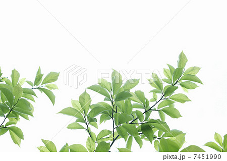 木漏れ日と新緑の葉 木漏れ日と新緑の葉 7451990