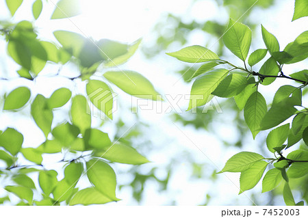 木漏れ日と新緑の葉 木漏れ日と新緑の葉 7452003