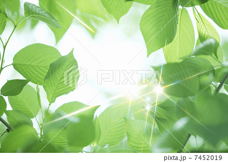 煌めく新緑の葉 煌めく新緑の葉 7452019