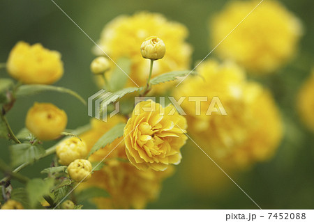 ヤマブキ ヤマブキ 7452088