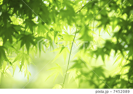 カエデの新緑 7452089