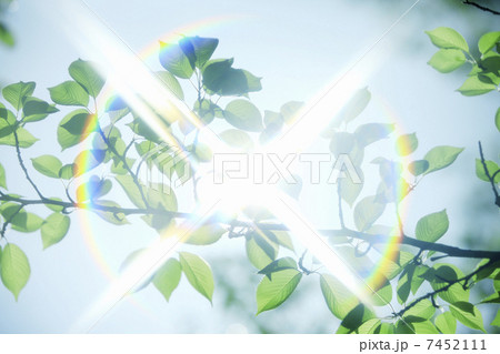 新緑の葉と太陽の日射し 新緑の葉と太陽の日射し 7452111