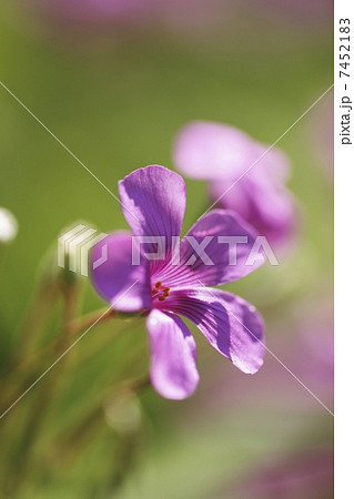 カタバミの花 カタバミの花 7452183