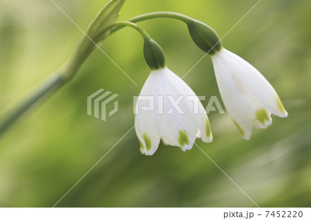 スノーフレーク 7452220