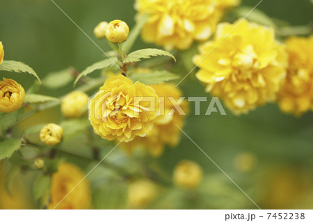 ヤマブキ 7452238