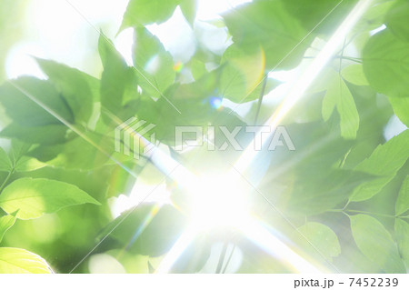 若葉と木漏れ日 7452239