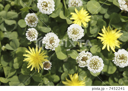 シロツメ草とタンポポ シロツメ草とタンポポ 7452241