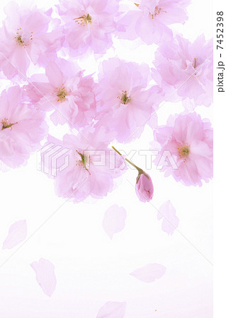 サトザクラ 7452398