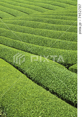 茶畑 7452707