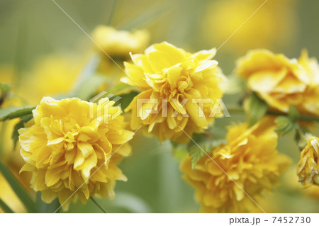 ヤマブキ 7452730