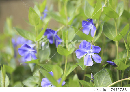 ニチニチソウ ニチニチソウ 7452788