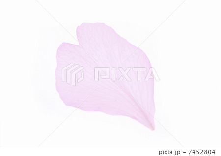 サトザクラ 7452804