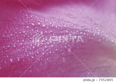 水滴の付いたバラの花びら 7452805