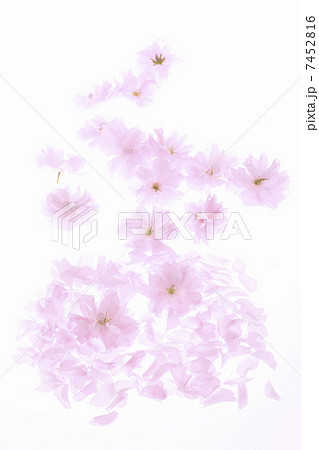 サトザクラの花びら 7452816