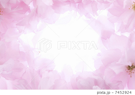 サトザクラ、花びらのフレーム 7452924