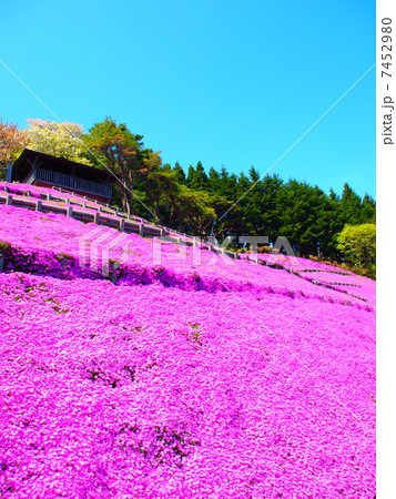 薬師山芝桜 薬師山芝桜 7452980