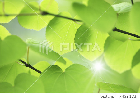 カツラの新緑 カツラの新緑 7453173