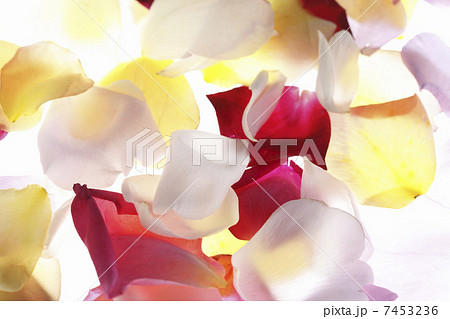 バラの花びら 7453236