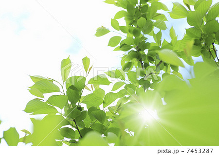 新緑の葉っぱ 新緑の葉っぱ 7453287
