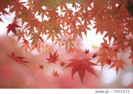 紅葉イメージ 7453372
