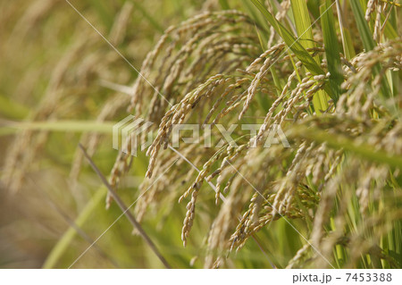 稲穂 稲穂 7453388