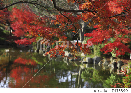 京都、紅葉 7453390