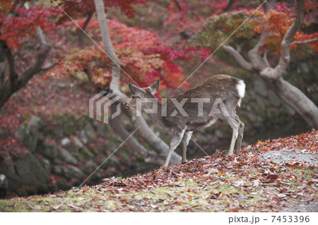 モミジと鹿 7453396