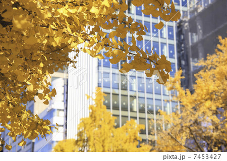 御堂筋の銀杏 御堂筋の銀杏 7453427