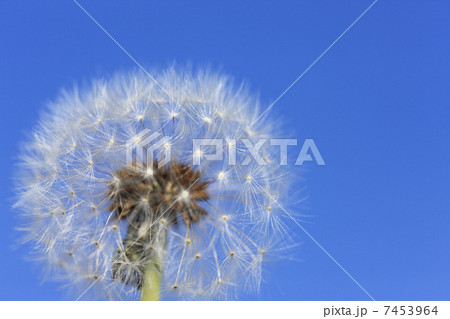 タンポポ 7453964