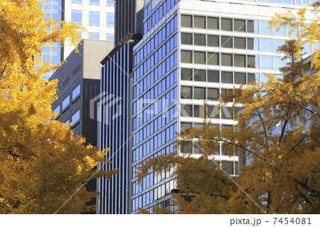 御堂筋の銀杏 7454081