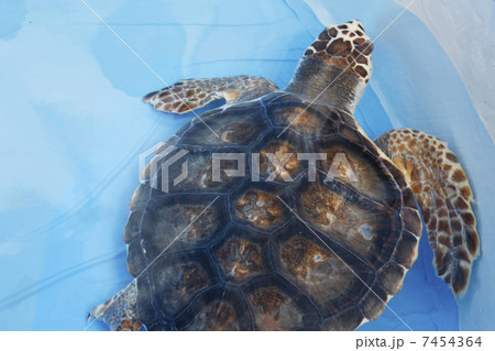 アカウミガメ アカウミガメ 7454364