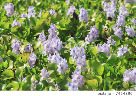 ホテイ草 ホテイ草 7454390