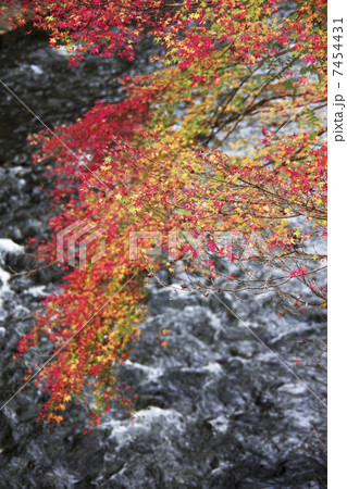 京都、高雄の紅葉 7454431