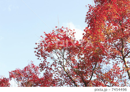 嵐山の紅葉 7454496