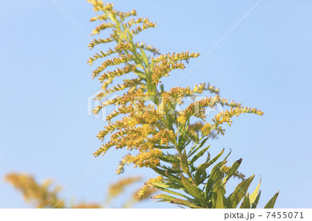 キリン草 7455071