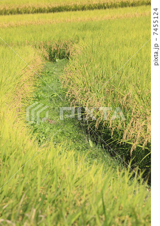 畦道 7455124