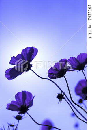 コスモス コスモス 7455301