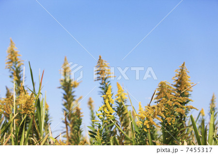 キリン草 7455317