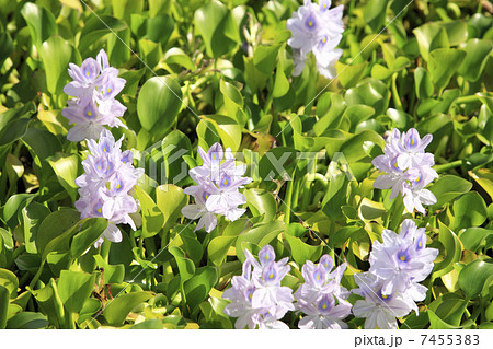 ホテイ草 ホテイ草 7455383