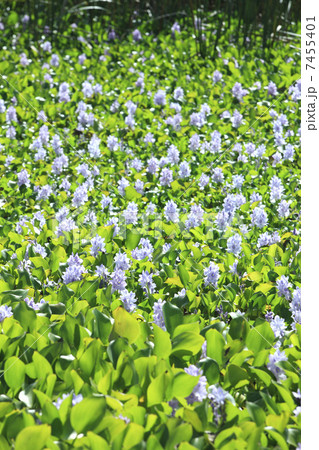 ホテイ草 ホテイ草 7455401